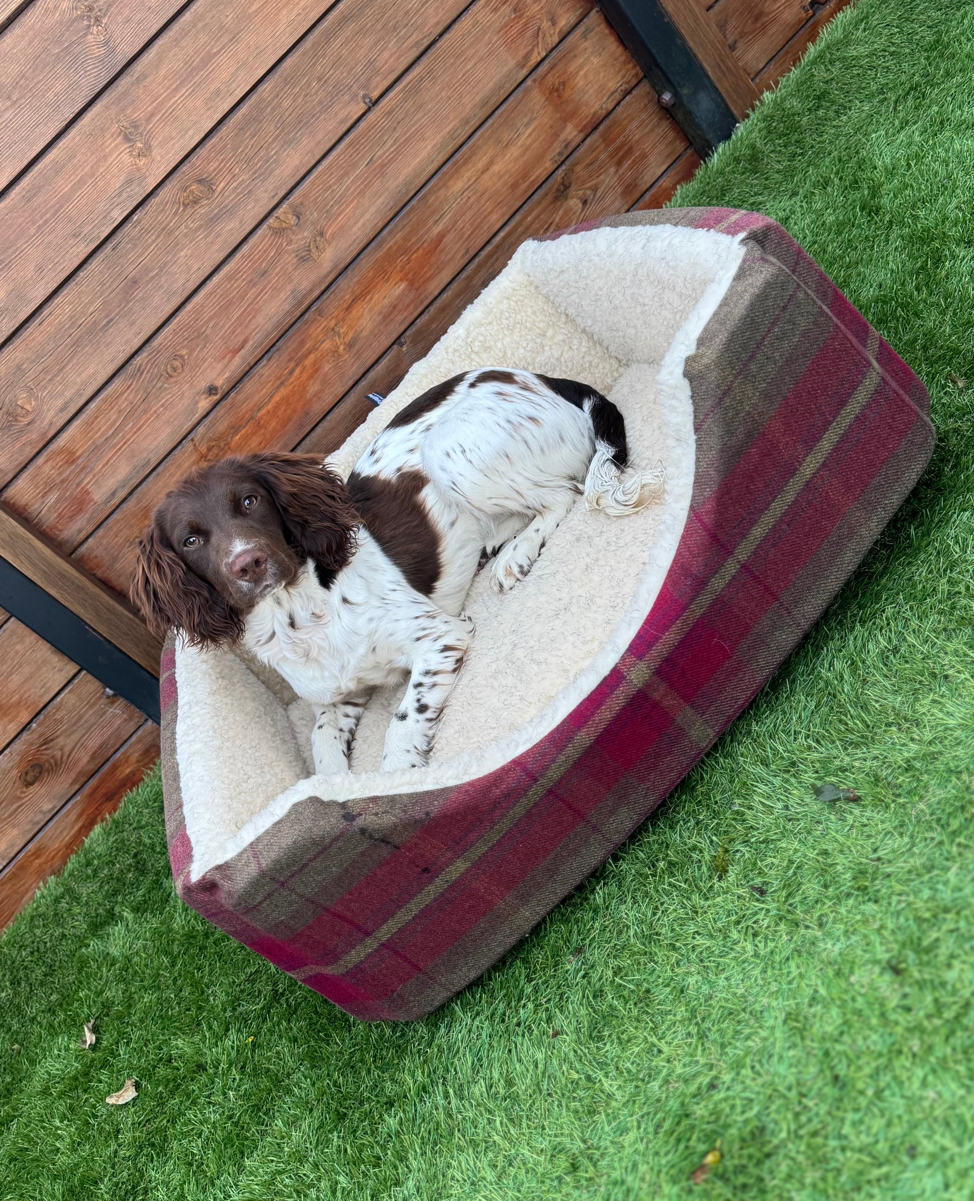 Rectangle Comfort Dog Beds