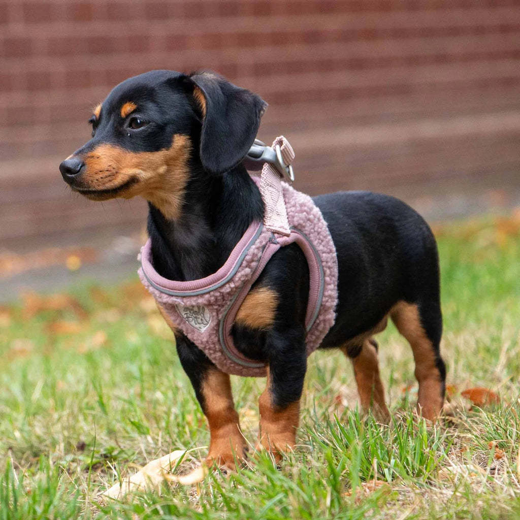 ANCOL Small Bite Teddy Step In Harness