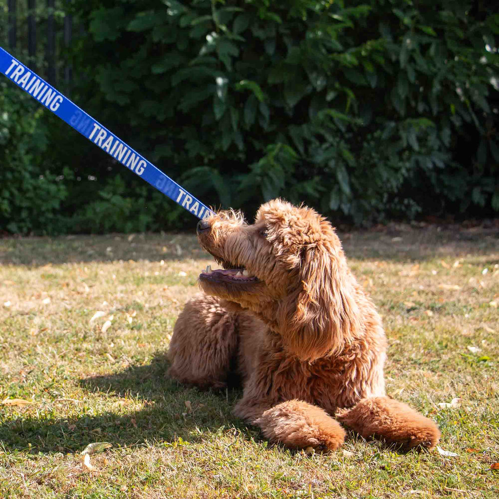 Obedia Awareness Dog Leads