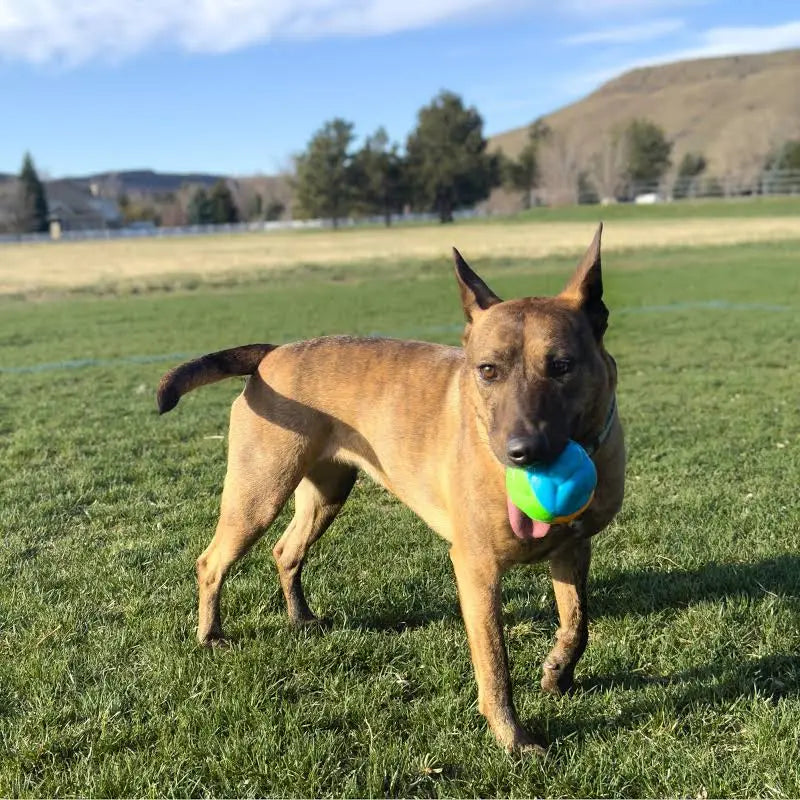 KONG Twistz High-Viz Ball