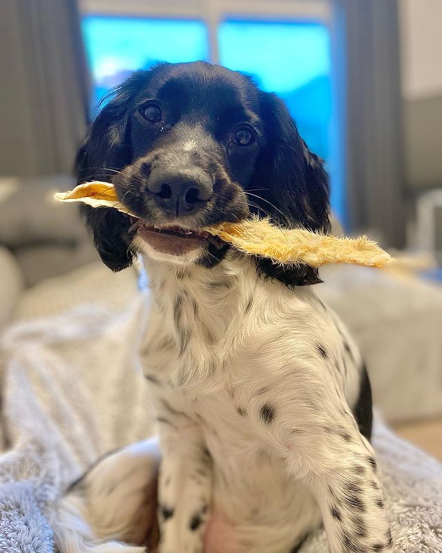 Rabbit Ears with Hair